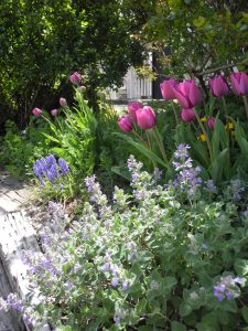 イソップハウス、春の庭は球根が主役です🌷 | BLOG