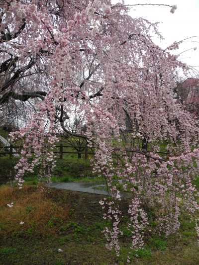 伊那谷の桜（大草城址公園） | BLOG