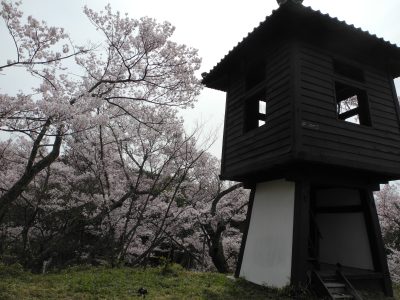 高遠城址公園の桜🌸 | BLOG