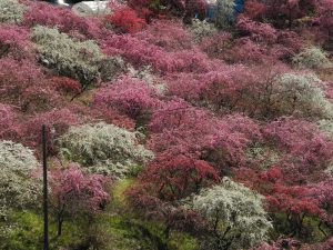 心穏やかな家での暮らし🌸 | BLOG