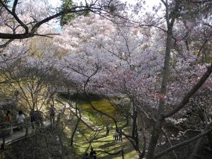 高遠城址公園の桜 | BLOG