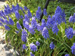 展示場にも春の花が咲き出しました。🌷 | BLOG