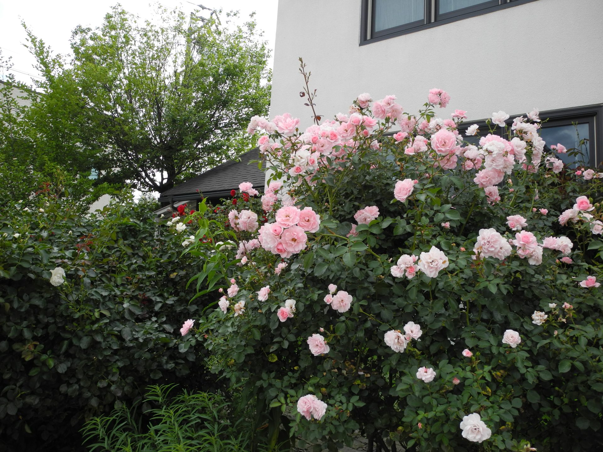五感で感じる心地よい家🏡 | BLOG