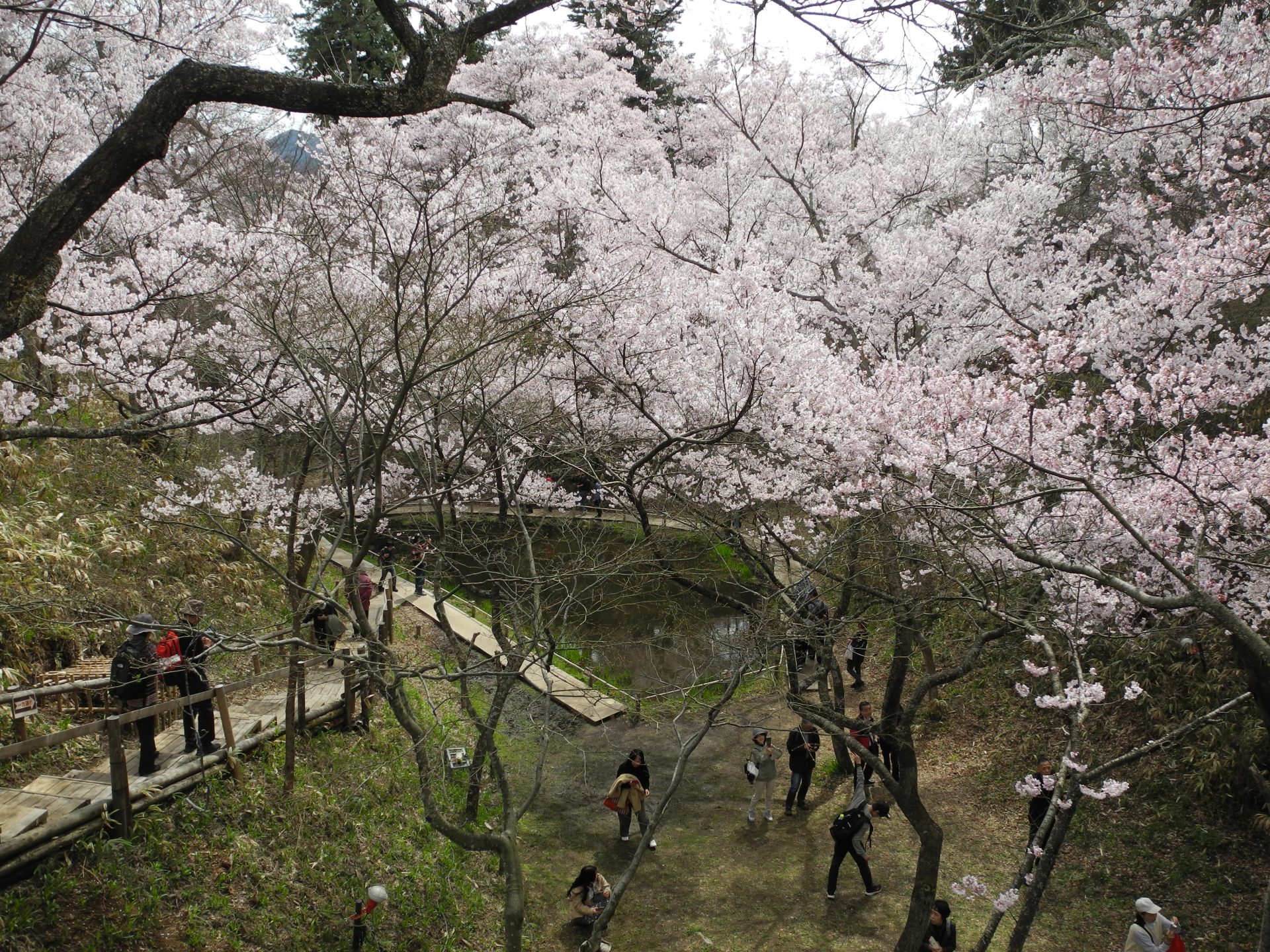 桜の季節がやってきました🌸 | BLOG