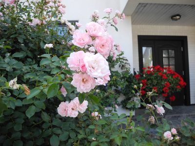 アンパンマンショーに思う | BLOG
